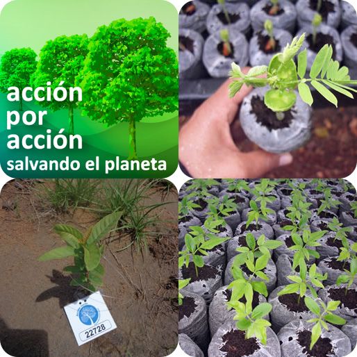 Acción verde