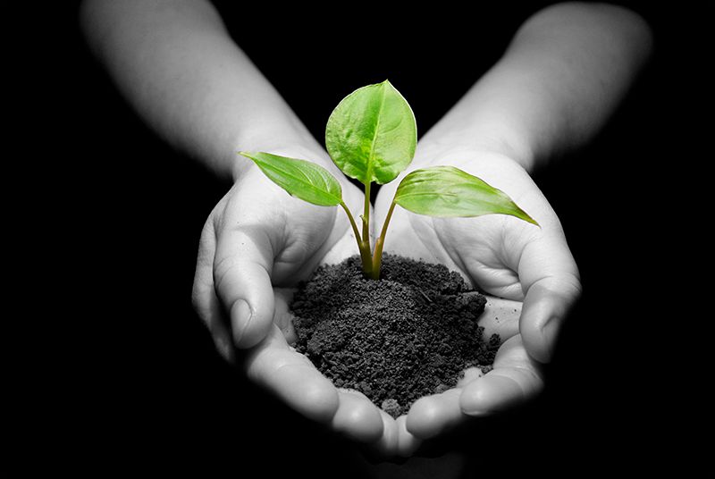 Hands with plant